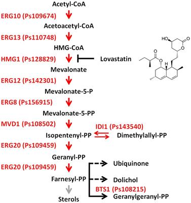 The Mevalonate Pathway Is Important for Growth, Spore Production, and the Virulence of Phytophthora sojae